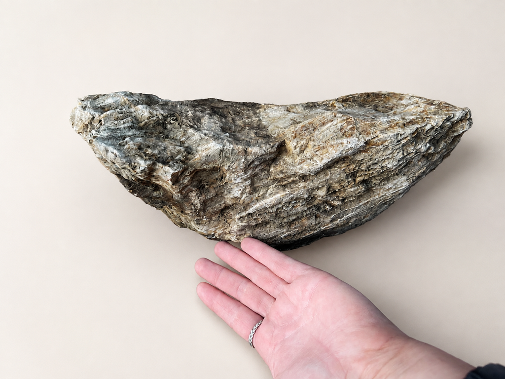 Large Natural Petrified Wood / Fossilised Timber Specimen (Queensland)