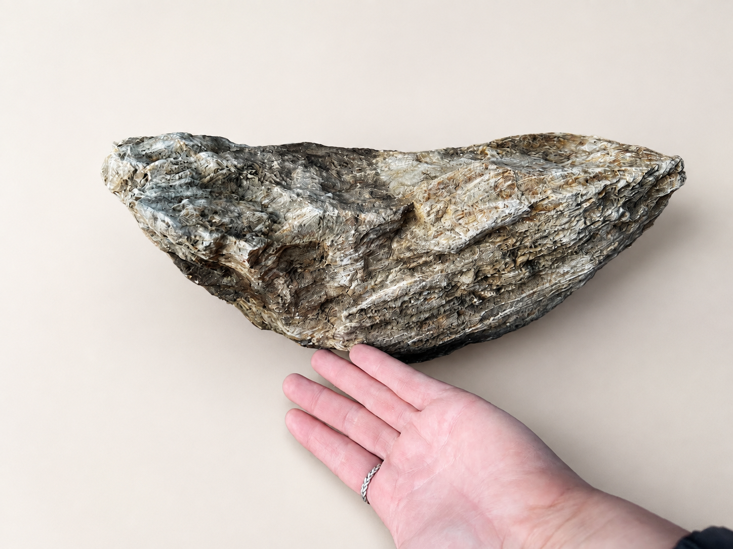 Large Natural Petrified Wood / Fossilised Timber Specimen (Queensland)
