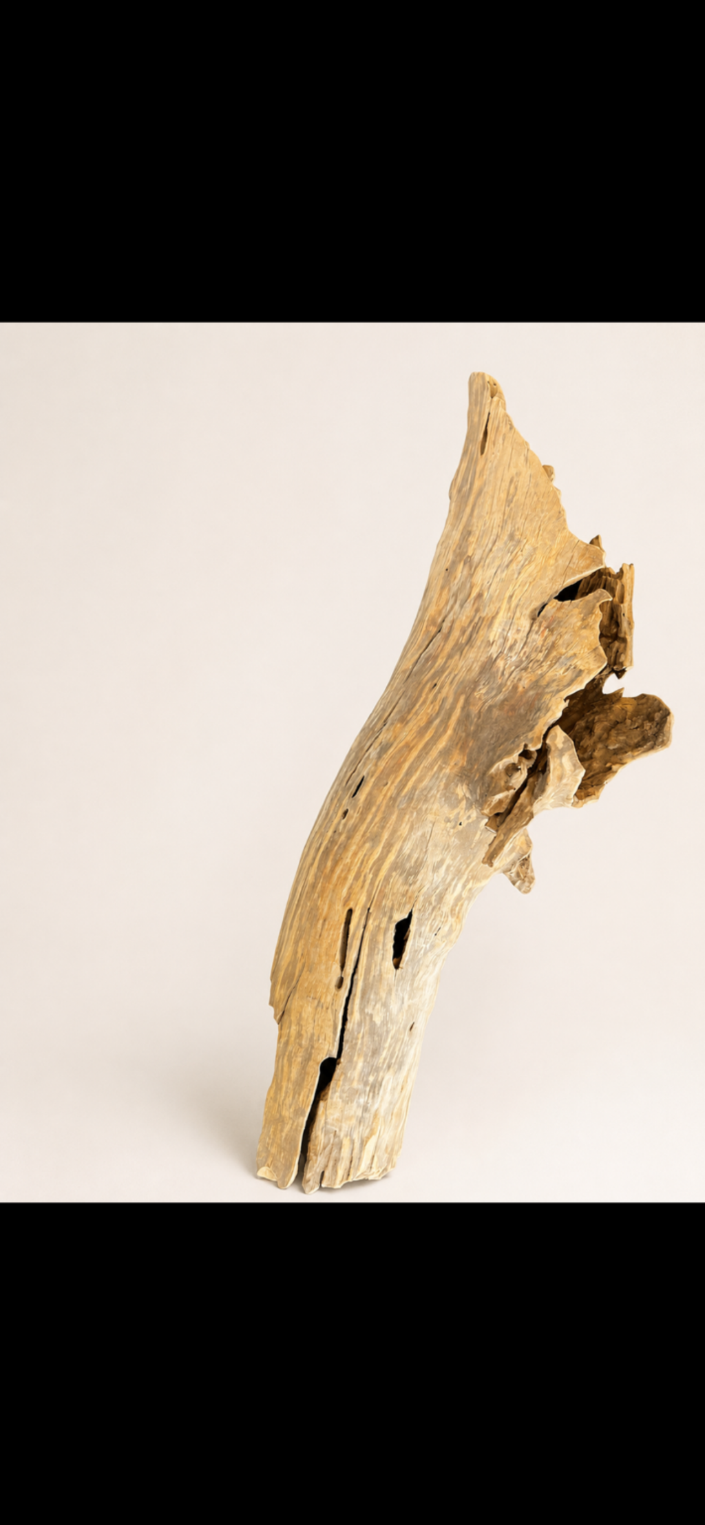 Natural Sculptural Driftwood – One-of-a-Kind Rustic Display Piece