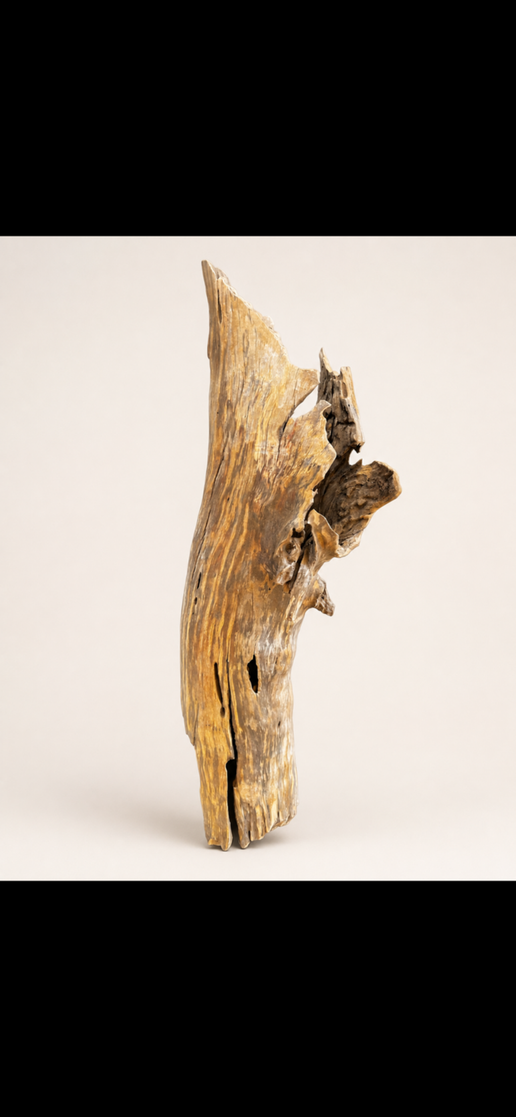 Natural Sculptural Driftwood – One-of-a-Kind Rustic Display Piece