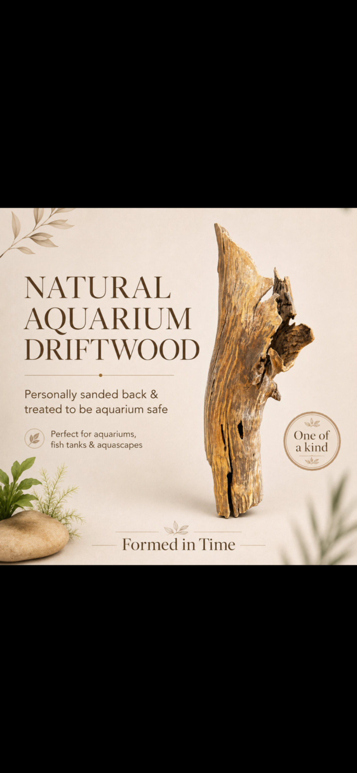 Natural Sculptural Driftwood – One-of-a-Kind Rustic Display Piece