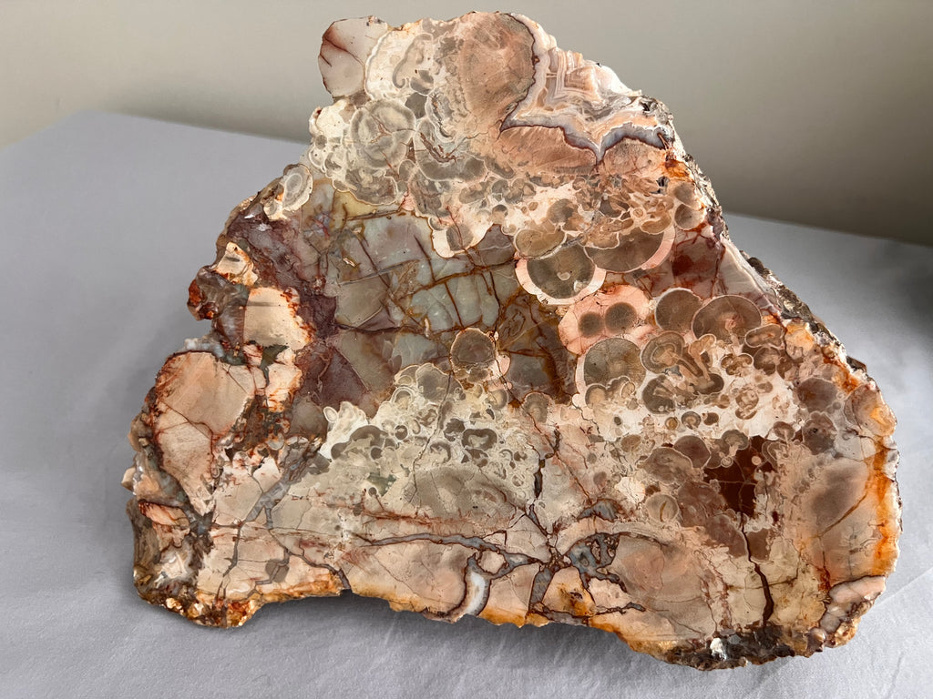 Australian Orbicular Agate Slab hand-collected in Queensland