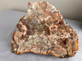 Australian Orbicular Agate Slab hand-collected in Queensland