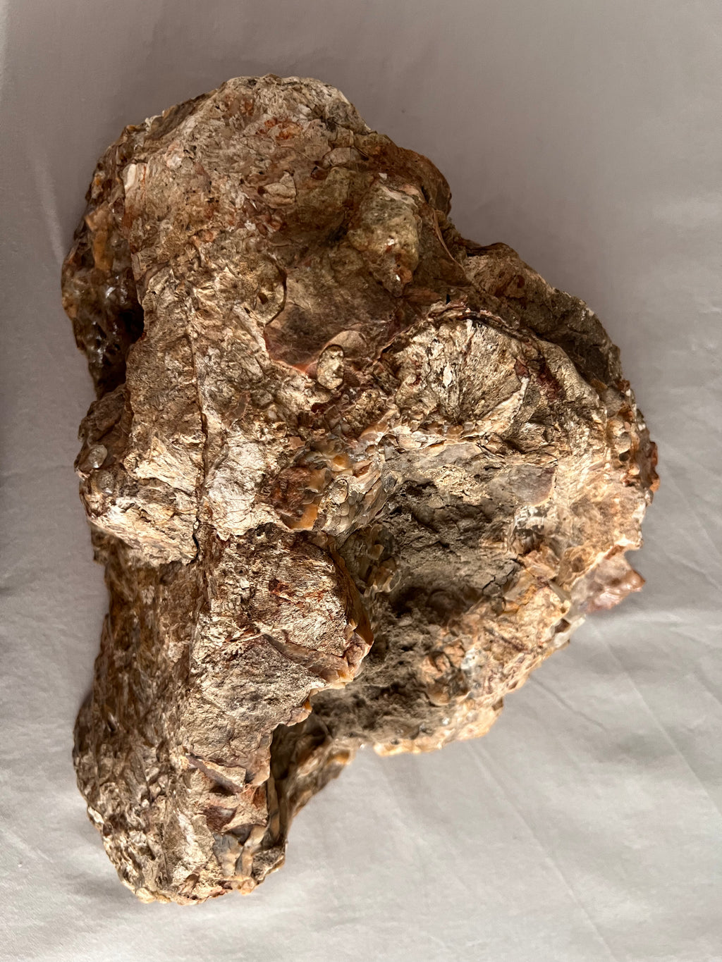 Australian Orbicular Agate Slab | Hand-Collected Queensland Gemstone