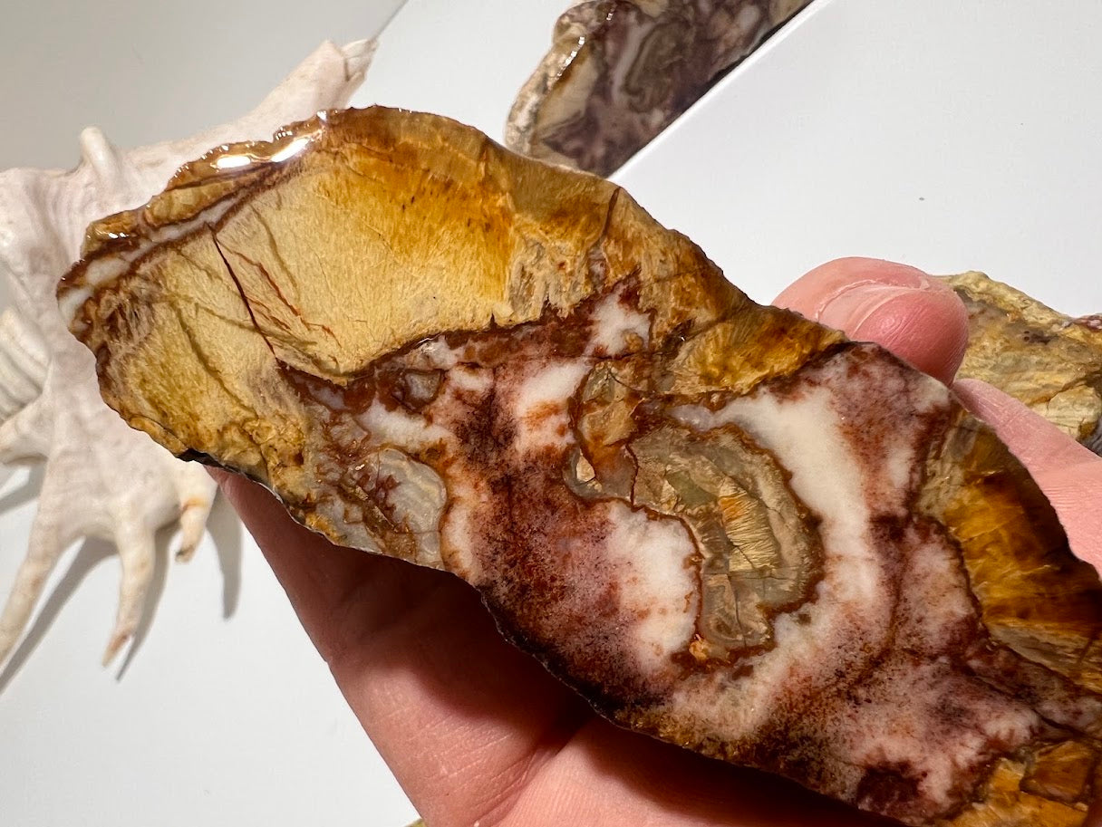 Premium Queensland Thunderegg – Polished Display Pair