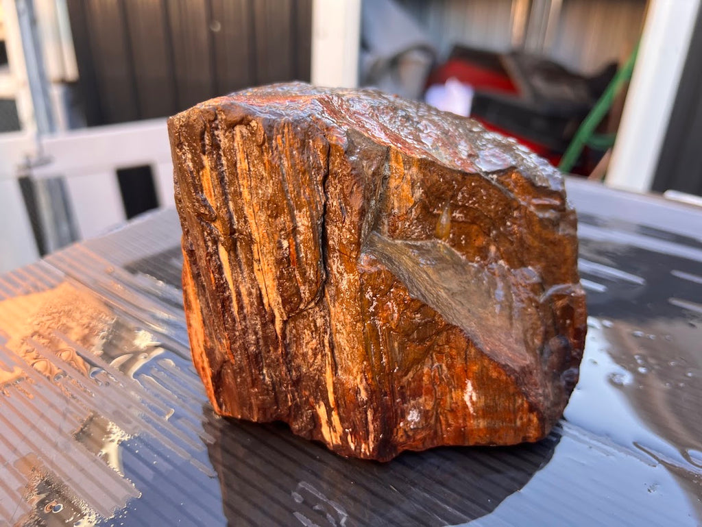 Australian Petrified Wood – Hand Collected Natural Fossil Specimen