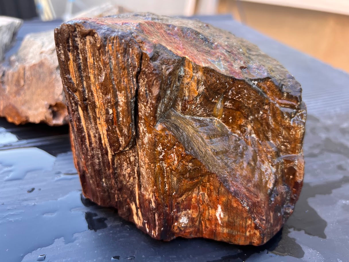 Australian Petrified Wood – Hand Collected Natural Fossil Specimen