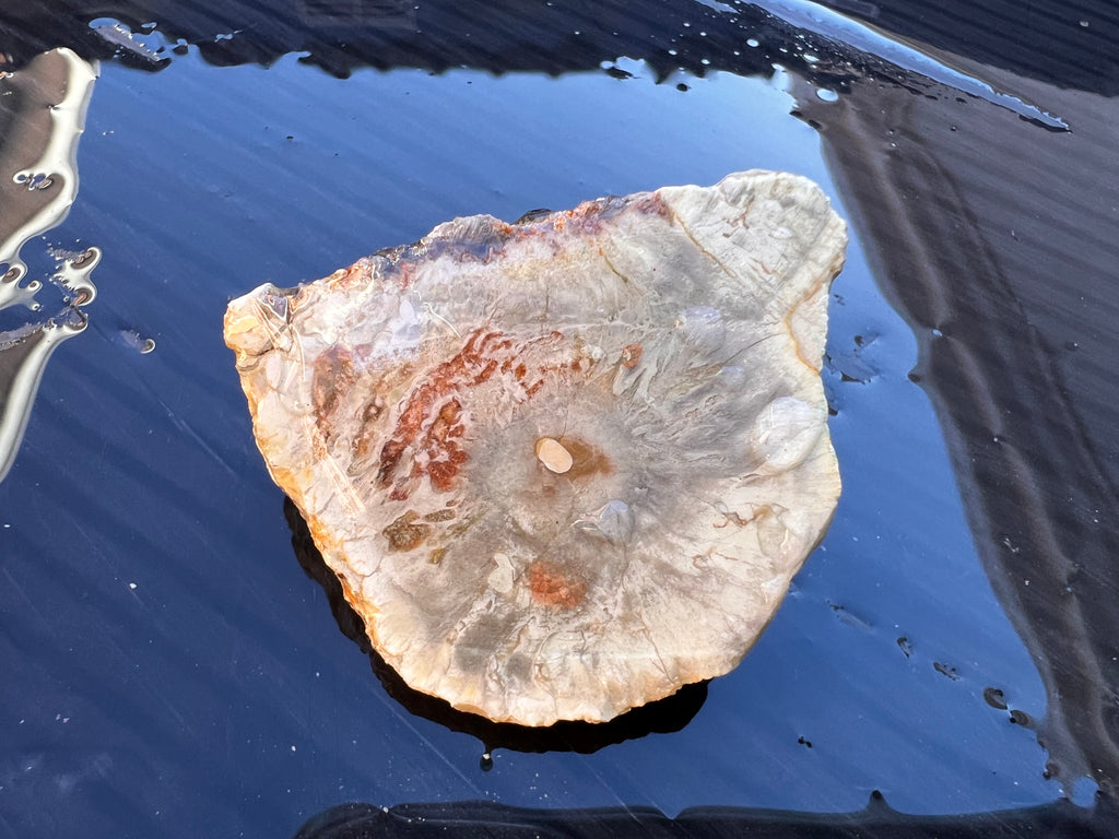 Australian Petrified Wood Slice – Hand Dug in Queensland | Natural Grey & Earth Tones | One-of-a-Kind Collector Specimen