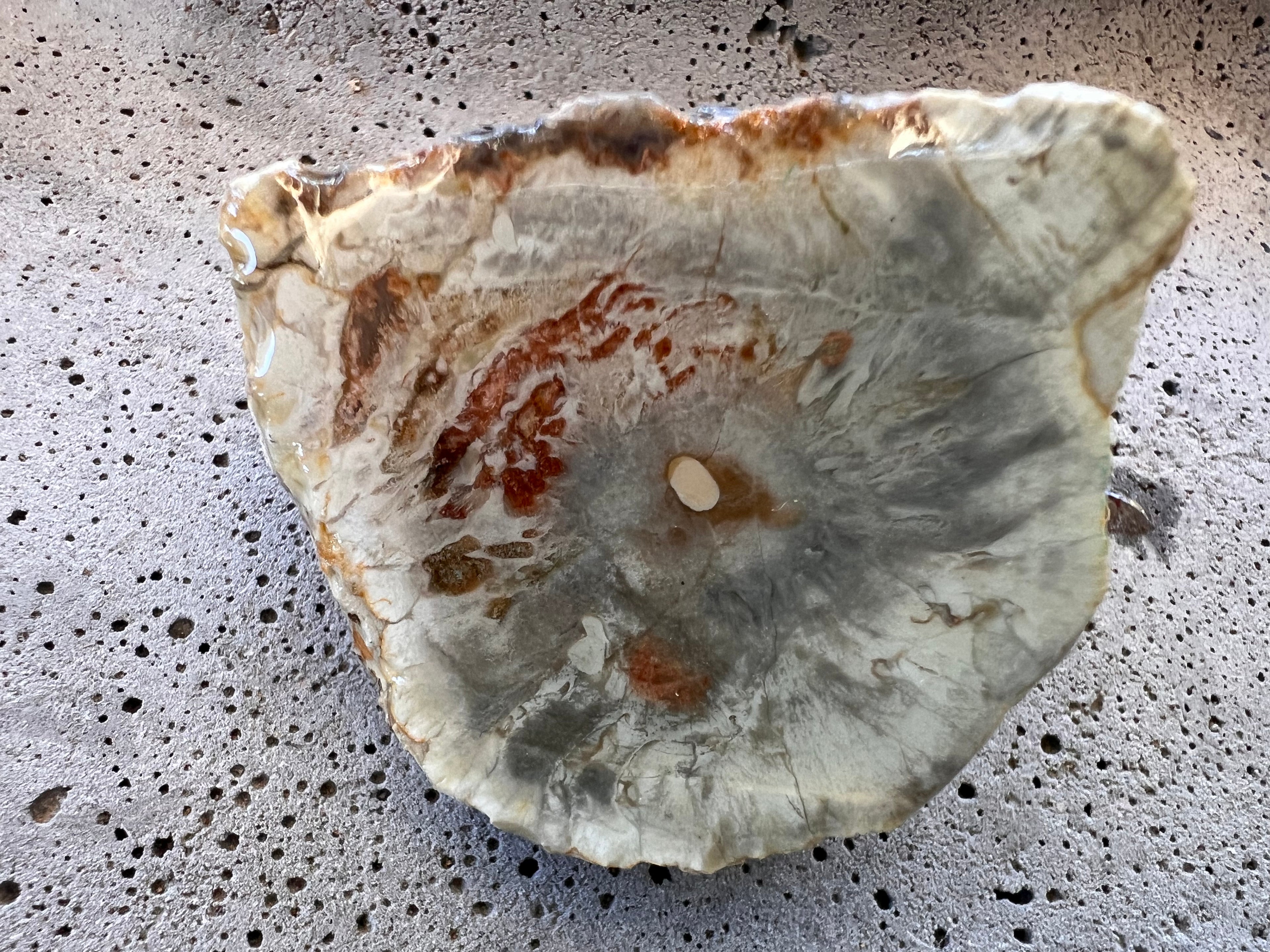 Australian Petrified Wood Slice – Hand Dug in Queensland | Natural Grey & Earth Tones | One-of-a-Kind Collector Specimen