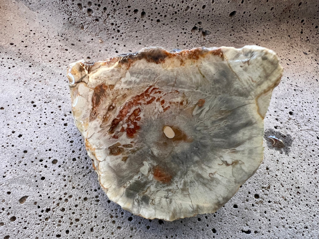 Australian Petrified Wood Slice – Hand Dug in Queensland | Natural Grey & Earth Tones | One-of-a-Kind Collector Specimen