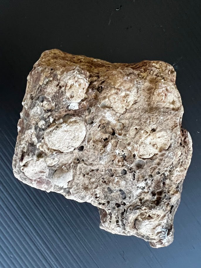 Raw Australian Agate Nodule – Uncut | Hand-Collected Queensland | One-of-a-Kind Specimen