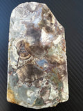 Fossil Stone Display Piece – Hand Dug in Southeast Queensland