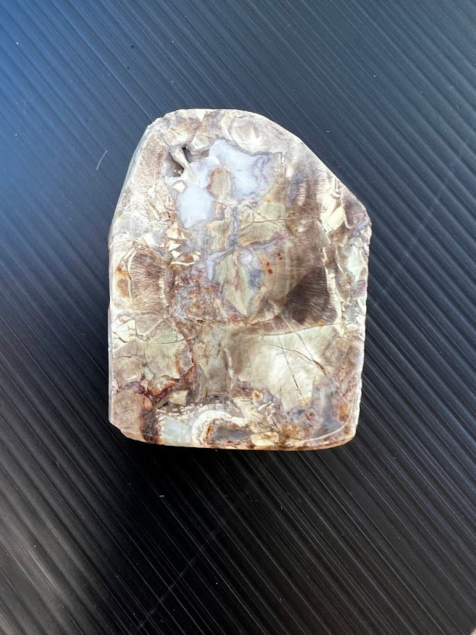 Fossil Stone Display Piece – Hand Dug in Southeast Queensland