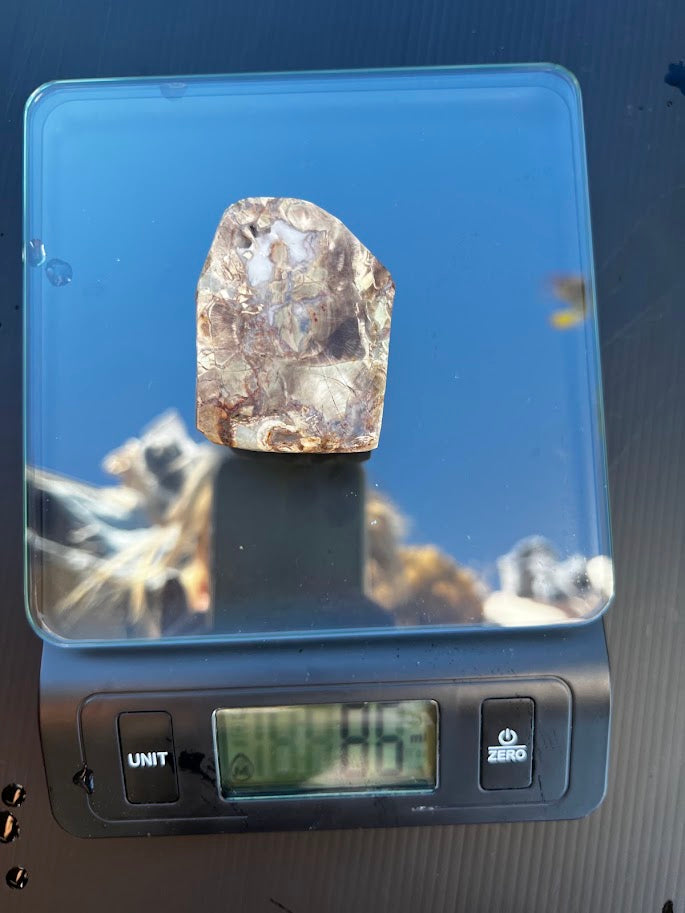 Fossil Stone Display Piece – Hand Dug in Southeast Queensland