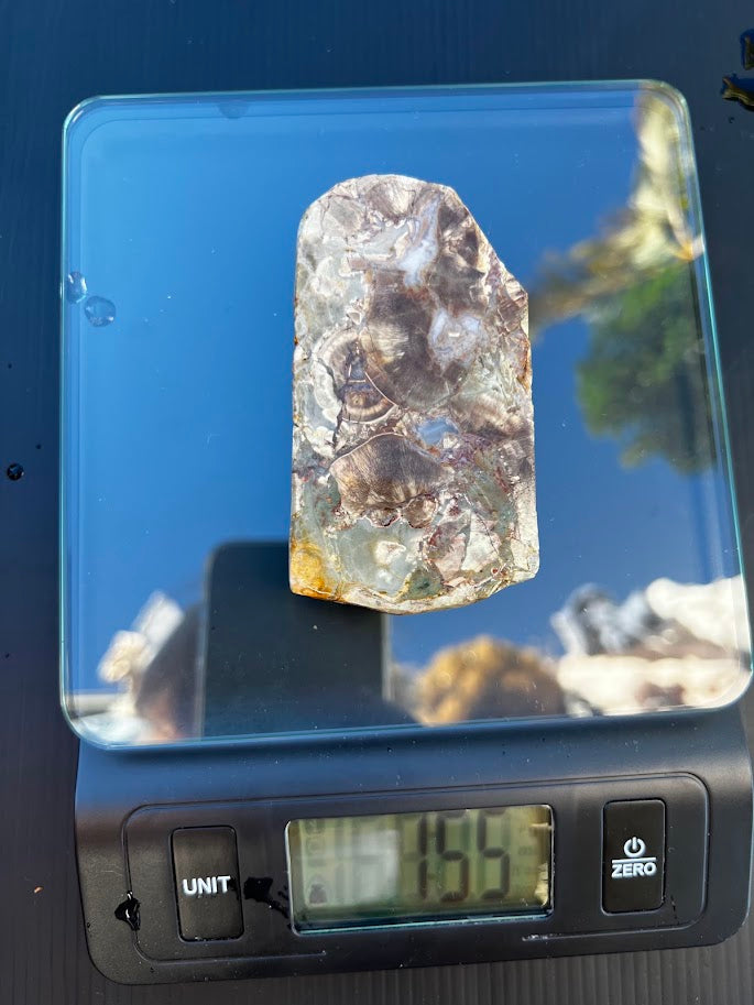 Fossil Stone Display Piece – Hand Dug in Southeast Queensland