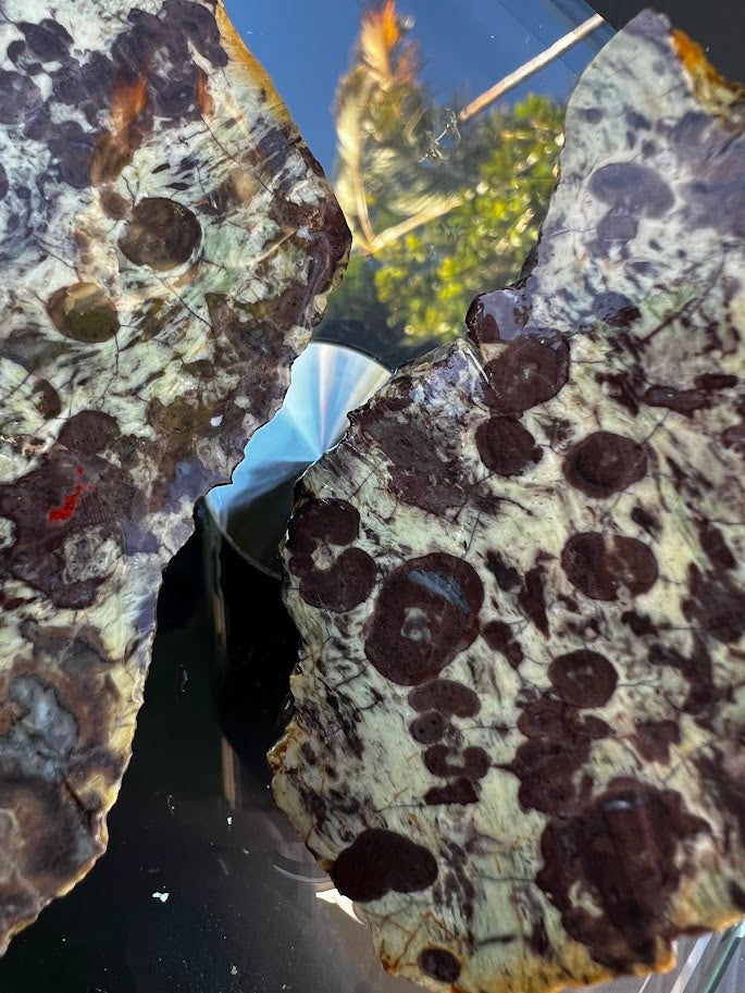Orbicular Agate Slice Pair