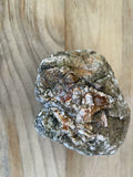 Natural Australian Thunderegg – Hand-Dug Uncut Specimen