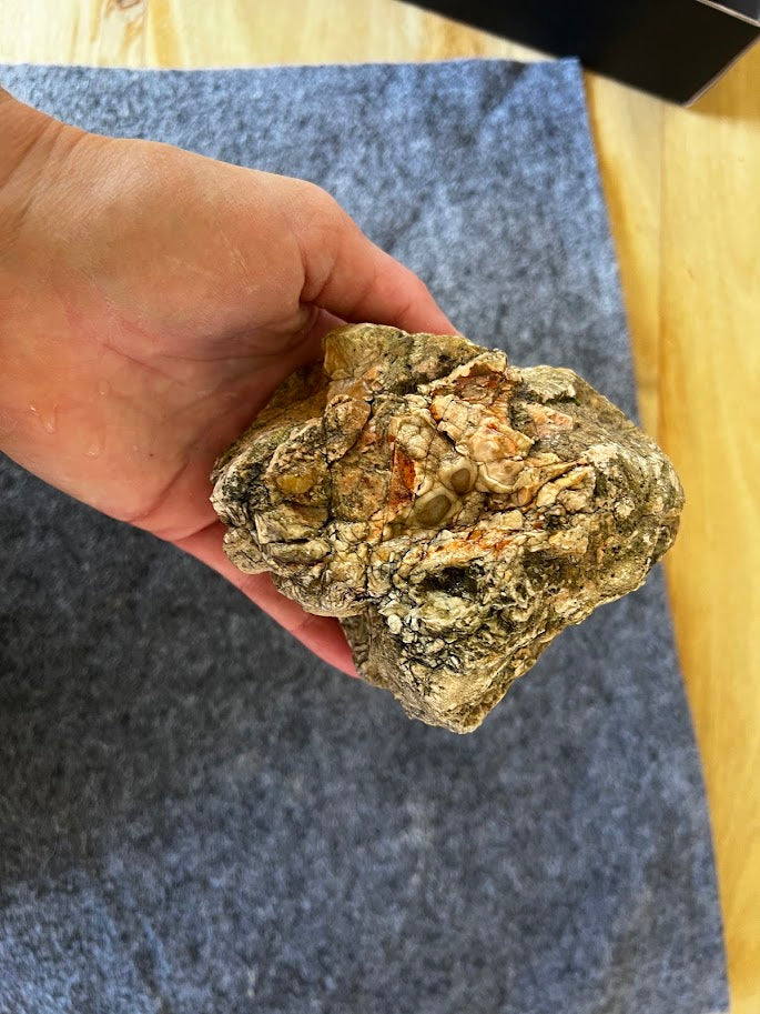 Natural Australian Thunderegg – Hand-Dug Uncut Specimen