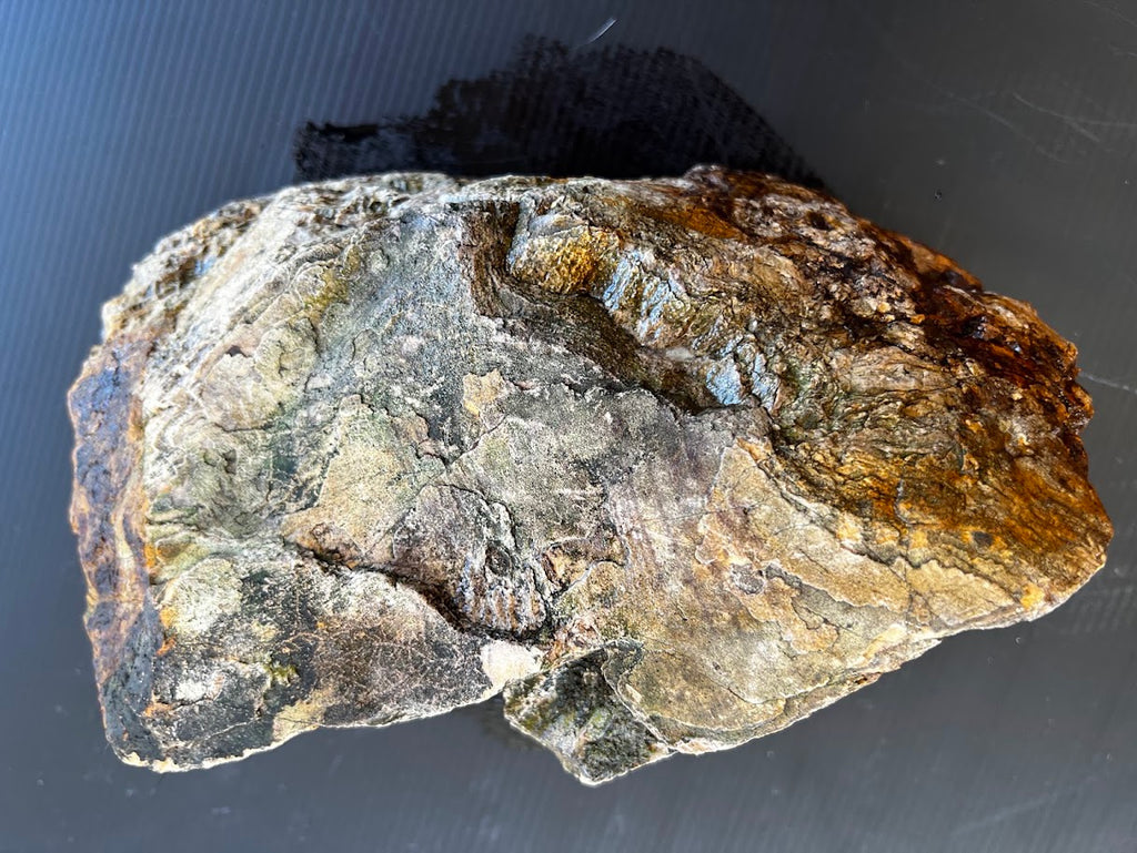 Large Australian Petrified Wood Specimen – Natural Rough Display Piece