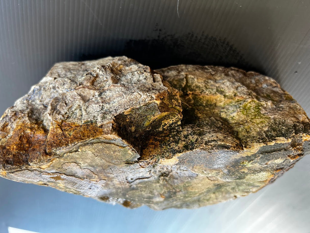 Large Australian Petrified Wood Specimen – Natural Rough Display Piece