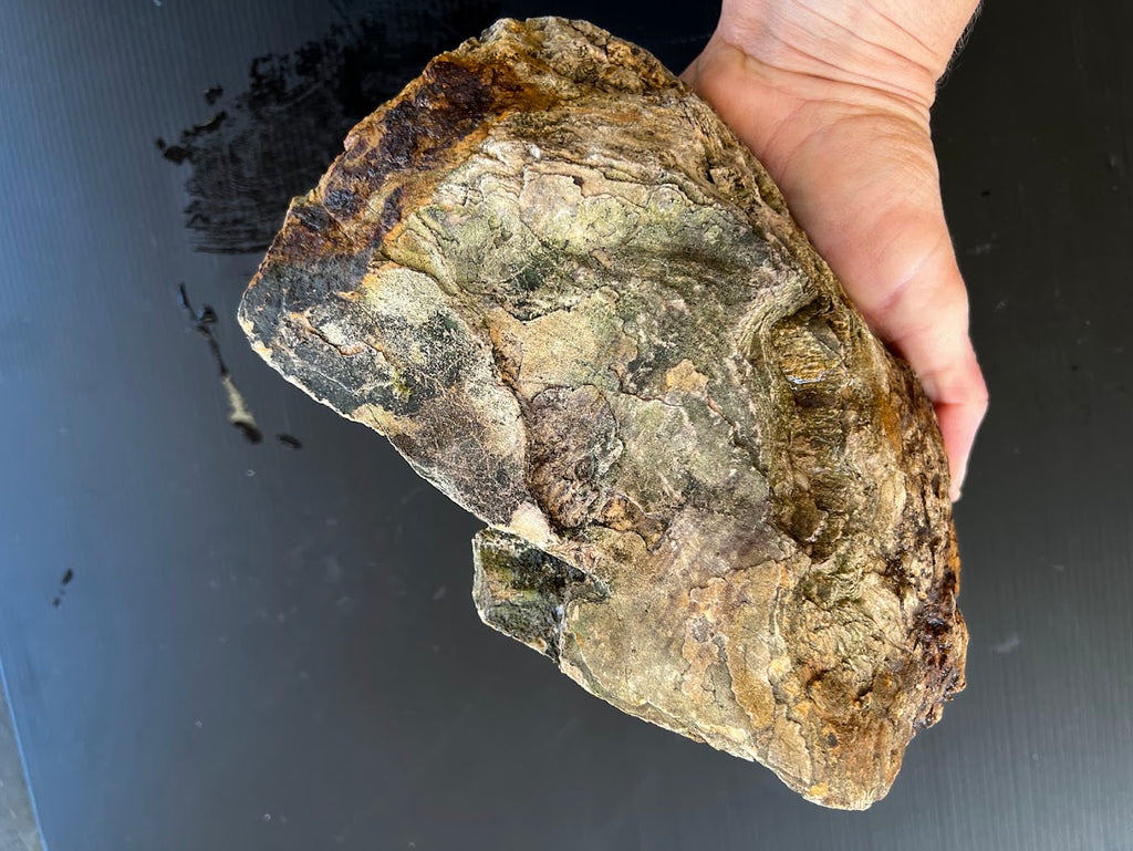 Large Australian Petrified Wood Specimen – Natural Rough Display Piece