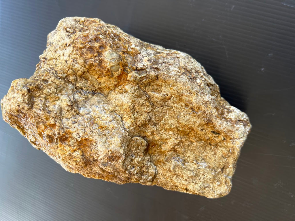 Petrified Wood Specimen – Natural Rough Fossil