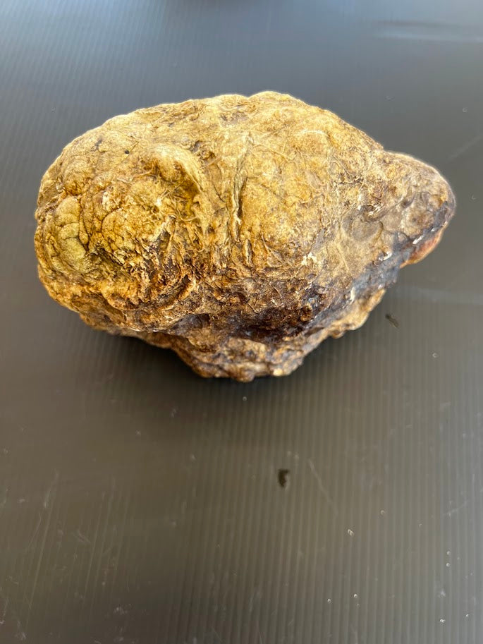 Fossil-Like Rock Specimen – Hand Collected in SE Queensland