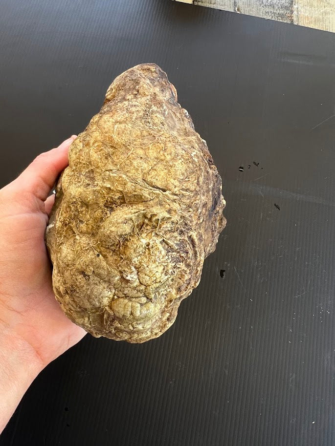 Fossil-Like Rock Specimen – Hand Collected in SE Queensland