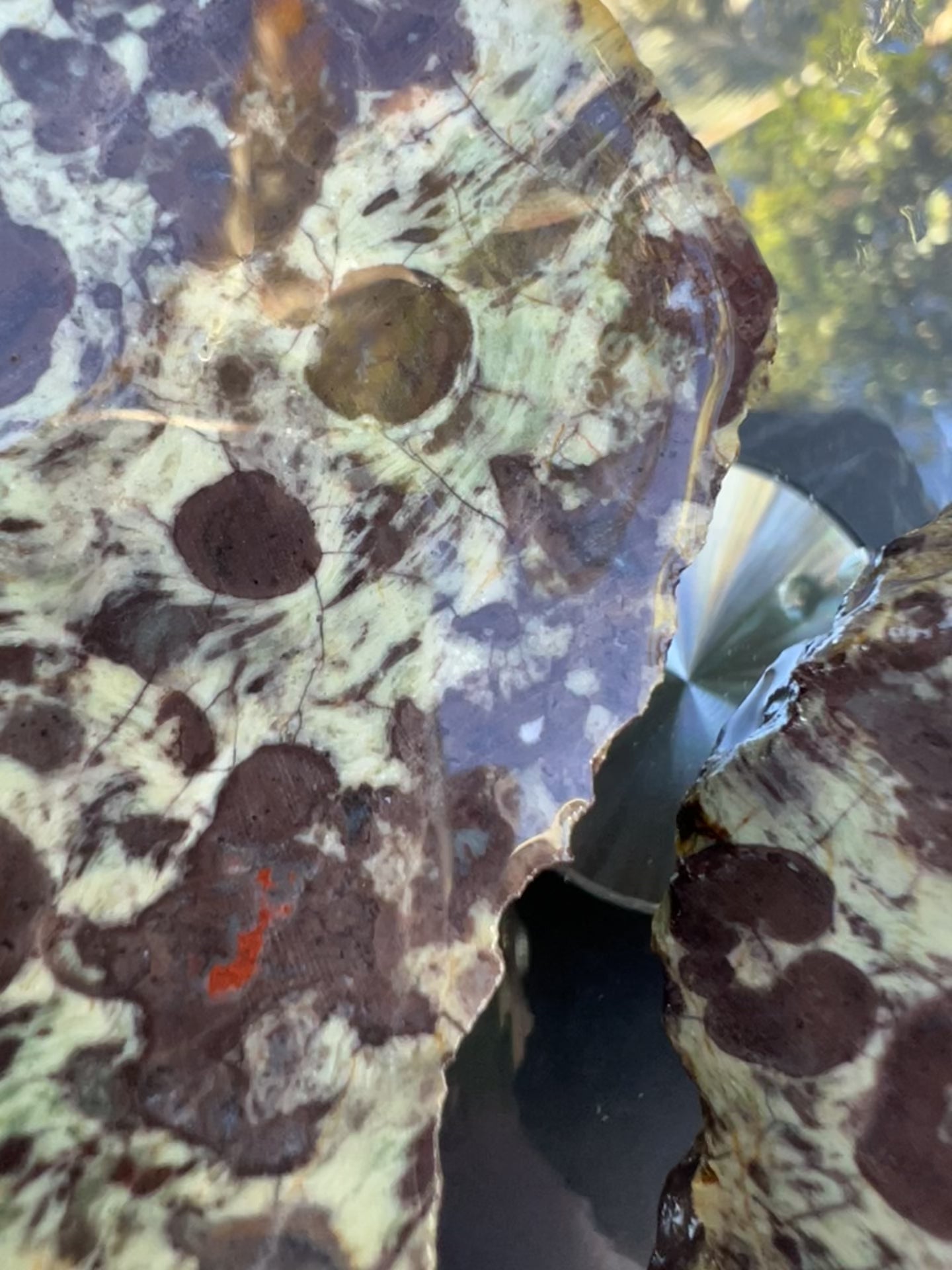 Orbicular Agate Slice Pair