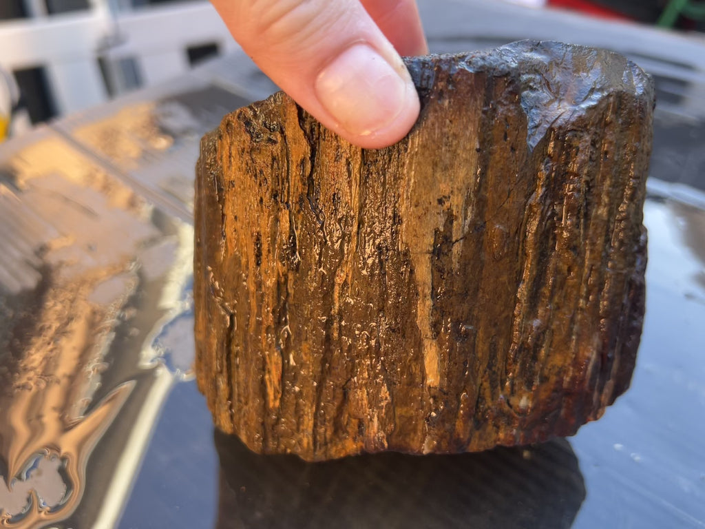 Australian Petrified Wood – Hand Collected Natural Fossil Specimen